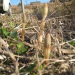 土筆があたまを出し始めました