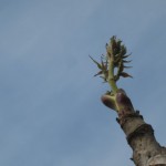 山の幸「二題」