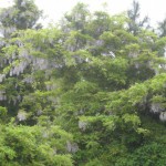 藤の花が満開です