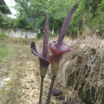 これは何の花でしょう？