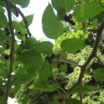 桑の実が色づきました