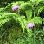 あざみ　アザミ　薊