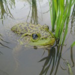 ウシガエル！