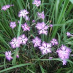 ナデシコ　見つけました