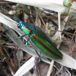 美しい自然が好きですか