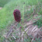 秋近し、吾亦紅が咲き始めました