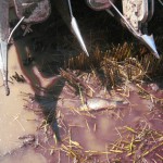 えっ、田んぼにコイ？