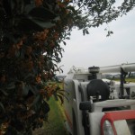 稲刈りも終盤、金木犀のいい香り！