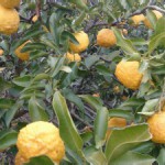 ほっこり のおすそ分け！