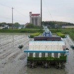 阿久比米 定点観察　④田植作業