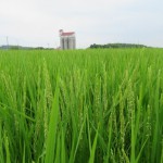 阿久比米 定点観察 ⑥穂が出ました！