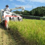 稲刈りが 始まりました🌾