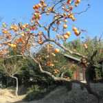 風景 「里の秋」