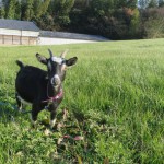 今日から、産休です🐐