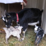 ゆめちゃん  お母さんになる🐐🐐